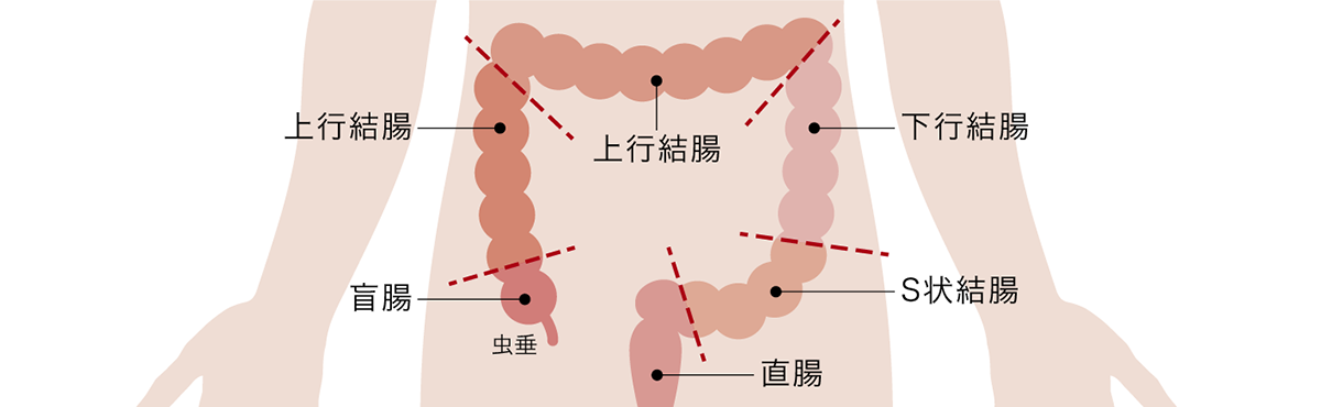 大腸イメージ